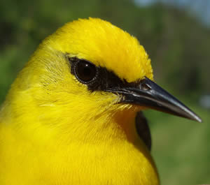 Blue-winged Warbler, Vermivora pinus