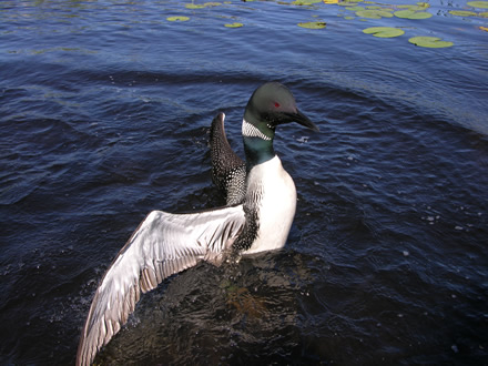 Common Loon