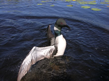 Common Loon