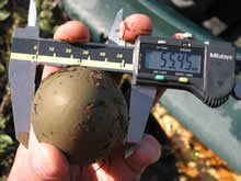 USGS scientist measuring common loon egg