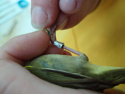 Songbird banding along the Upper Mississippi River