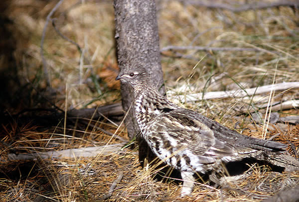 Ruffed grouse