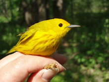 Male Yellow Warbler captured at banding station
