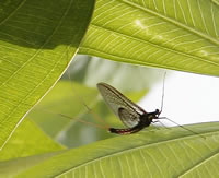 Mayfly (Photo by Jennie Sauer, USGS)