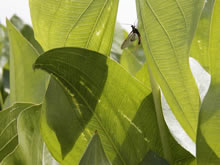 Mayfly takes refuge on Arrowhead plant