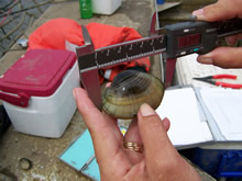 USGS scientist measuring the endangered Higgins' eye pearlymussel on the Upper Mississippi River