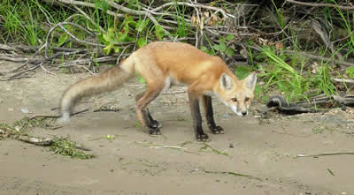 Red Fox,Vulpes vulpes