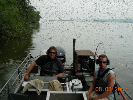 Mayfly hatch on the Upper Mississippi River