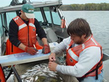 USGS Scientists sampling fish in the Upper Mississippi River