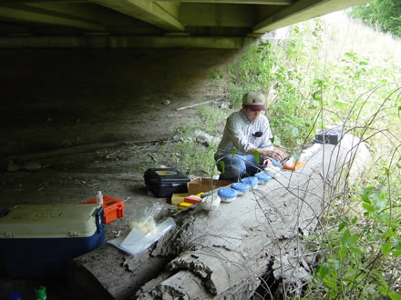 USGS scientist Tom Custer examines barn swallows near Lake Charles, Lousiana,  exposure of barn swallow nestlings to trace elements, petroleum, and PCBs