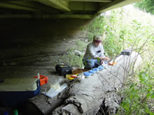 USGS scientist Tom Custer examines barn swallows near Lake Charles, Lousiana,  exposure of barn swallow nestlings to trace elements, petroleum, and PCBs