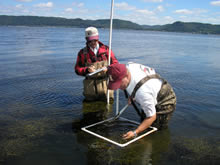 sampling vegetation photo