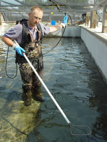 USGS scientist Mark Gaikowski studying the effects of electroshocking on sturgeon in UMESC ponds complex