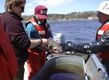 US Fish and Wildlife Service and USGS staff tagging fish