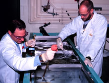 USGS scientists Michael Boogaard and Mark Hanson sampling sea lamprey pesticides in the lab