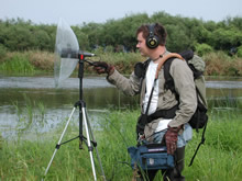 Monitoring frog calls with parabolic microphone