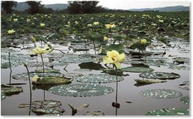 Aquatic vegetation on the Upper Mississippi River National Wildlife and Fish Refuge.