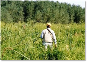 Reed canary grass and cattail on the Upper Mississippi River.