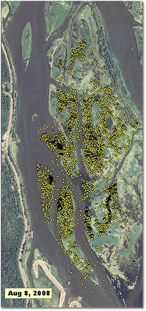 An overview of the same study area on lower Pool 8 near Brownsville, MN shows that 8,813 swans were present on November 16, 2009. A true color image from August 2008 shows preferred resting and feeding areas.