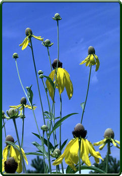 Gray Headed Coneflower