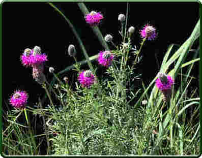 Purple Prairie Clover