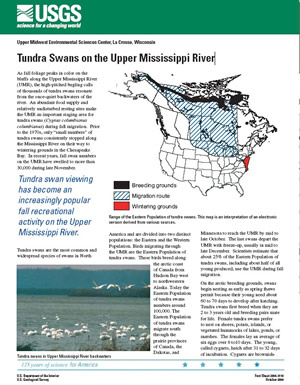 Tundra Swans on the Upper Mississippi River