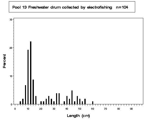 Pool 13 Freshwater drum collected by electrofishing