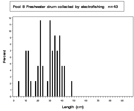 Pool 8 Freshwater drum collected by electrofishing