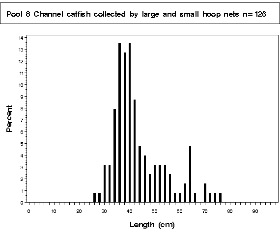 Open River Channel catfish collected by hoop netting
