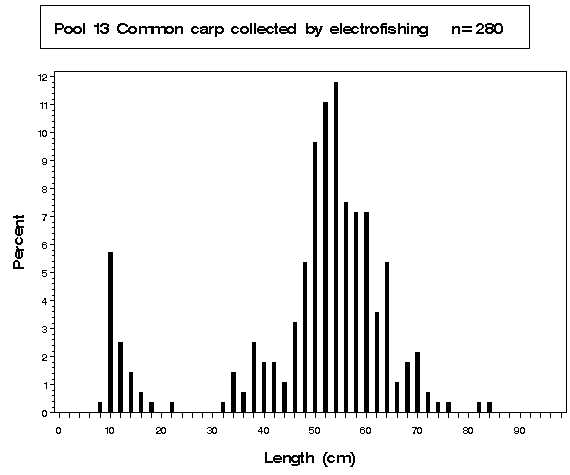 Pool 13 Common carp collected by electrofishing