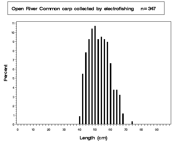 Open River Common carp collected by electrofishing