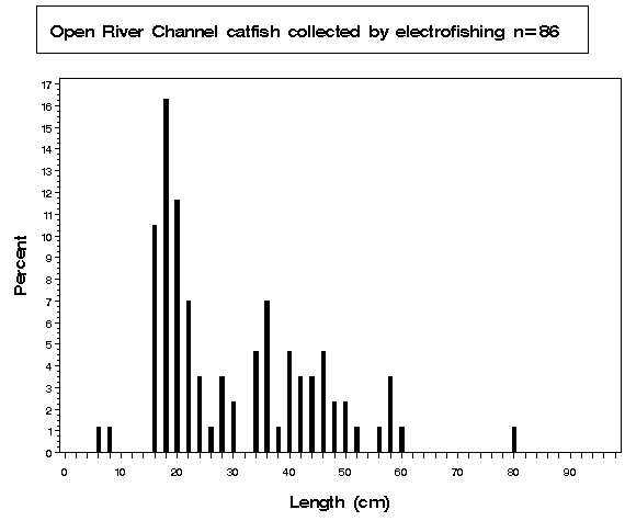Open River Channel catfish collected by electrofishing