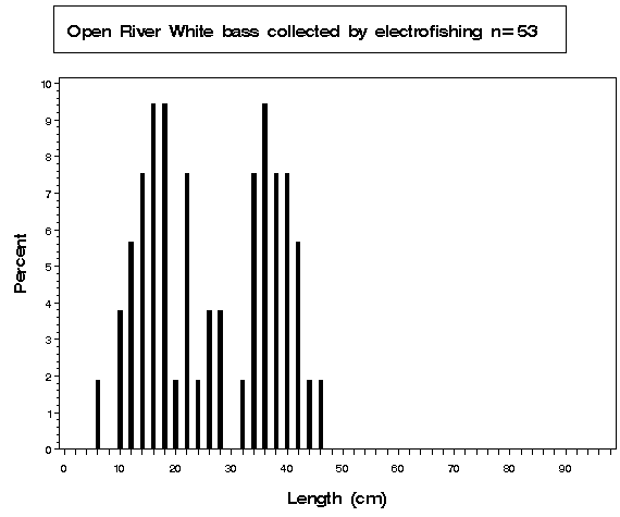 Open River White bass collected by electrofishing