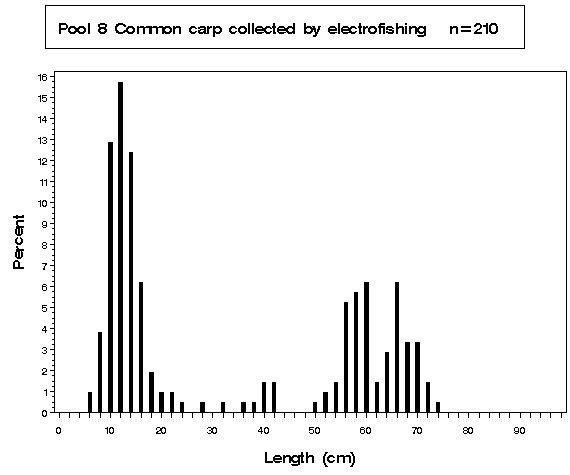 Pool 8 Common carp collected by electrofishing
