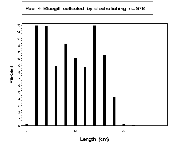 Bluegills collected by electrofishing