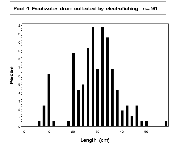 Freshwater drum collected by electrofishing