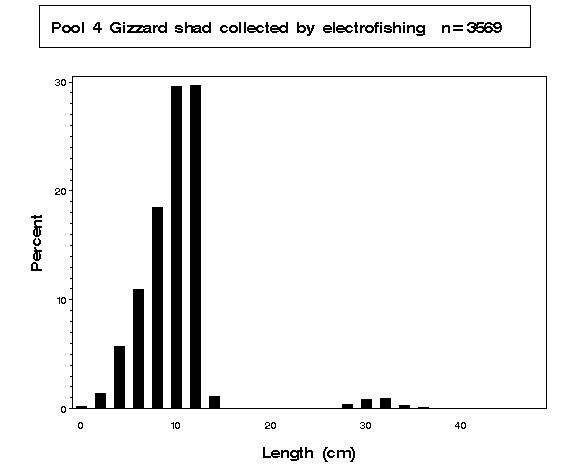 Gizzard shad collected by electrofishing