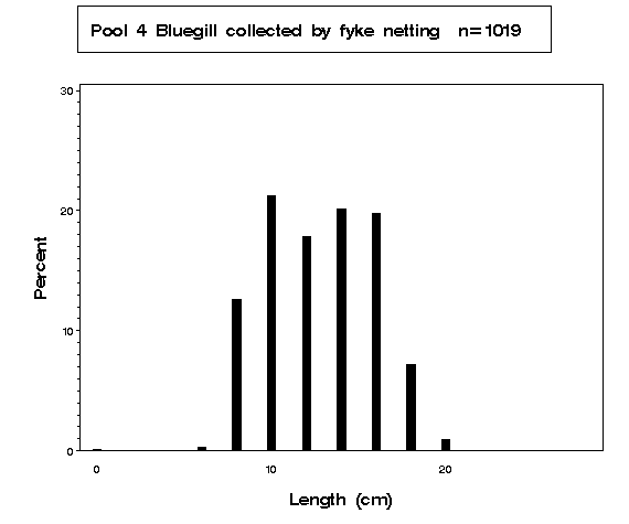 Bluegill collected by fyke netting