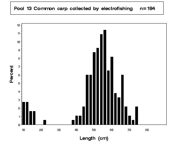 Common carp collected by electrofishing