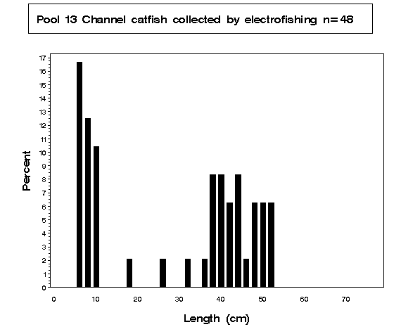 Channel catfish collected by electrofishing