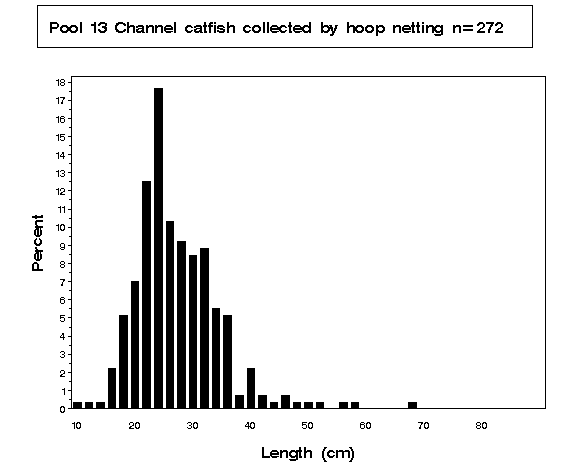 Channel catfish collected by hoop netting