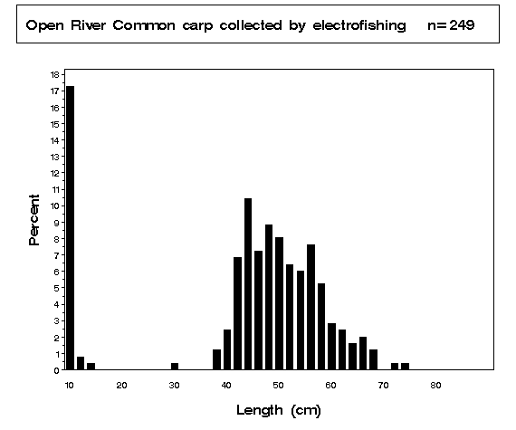 Common carp collected by electrofishing