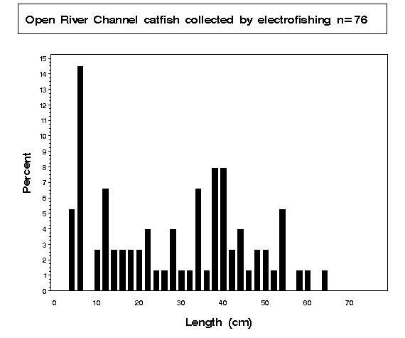 Channel catfish collected by electrofishing