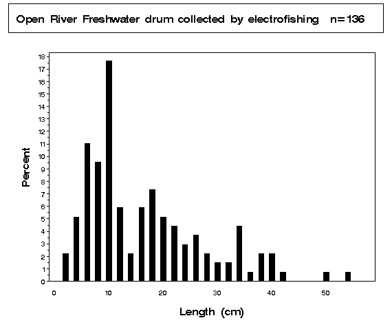 Freshwater drum collected by electrofishing