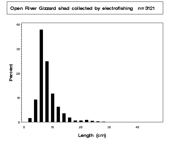 Gizzard shad collected by electrofishing