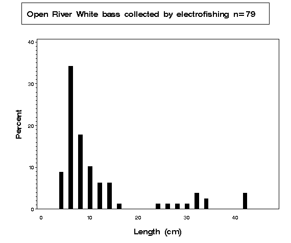 White bass collected by electrofishing