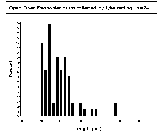 Freshwater drum collected by fyke netting