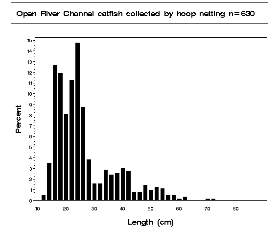 Channel catfish collected by hoop netting