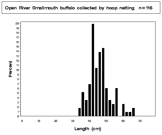 Smallmouth buffalo collected by hoop netting