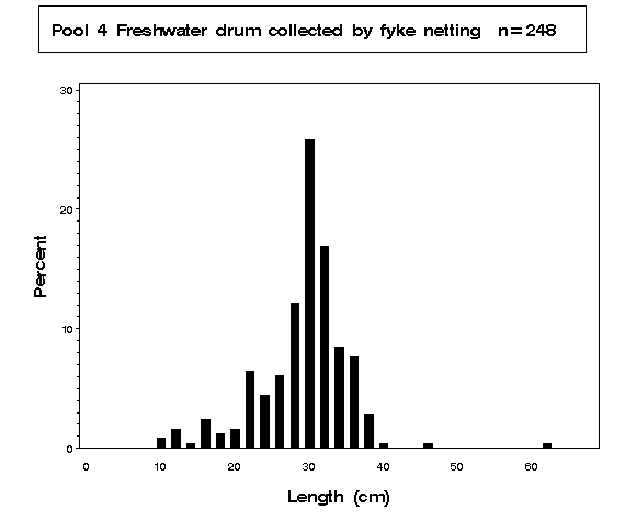 Freshwater drum collected by fyke netting